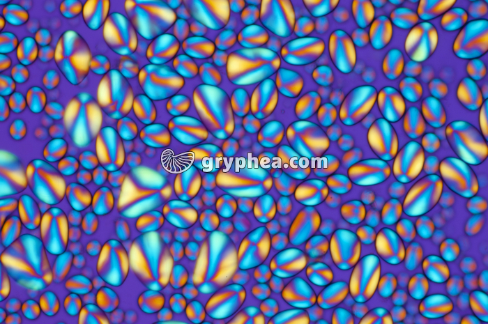 Grains d'amidon LPA x25 - gryphea.com